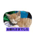 ねこねこ猫2（個別スタンプ：6）