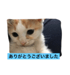 ねこねこ猫2（個別スタンプ：7）