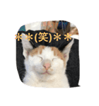 ねこねこ猫2（個別スタンプ：8）