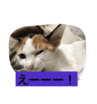 ねこねこ猫2（個別スタンプ：9）