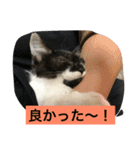 ねこねこ猫2（個別スタンプ：10）