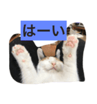 ねこねこ猫2（個別スタンプ：11）
