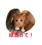 ねこねこ猫2（個別スタンプ：12）