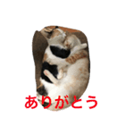 ねこねこ猫2（個別スタンプ：13）