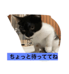 ねこねこ猫2（個別スタンプ：14）
