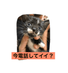 ねこねこ猫2（個別スタンプ：15）