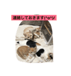 ねこねこ猫2（個別スタンプ：16）