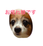 幸せ犬（個別スタンプ：6）