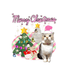 三毛猫ももちゃんのクリスマス（個別スタンプ：1）