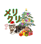 三毛猫ももちゃんのクリスマス（個別スタンプ：4）