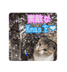 三毛猫ももちゃんのクリスマス（個別スタンプ：5）