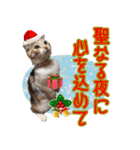 三毛猫ももちゃんのクリスマス（個別スタンプ：6）