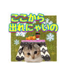 三毛猫ももちゃんのクリスマス（個別スタンプ：10）