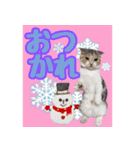 三毛猫ももちゃんのクリスマス（個別スタンプ：11）