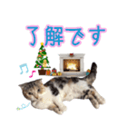 三毛猫ももちゃんのクリスマス（個別スタンプ：12）