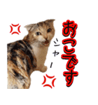 三毛猫ももちゃんのクリスマス（個別スタンプ：14）