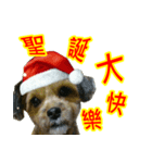 Dog and Cat Christmas map（個別スタンプ：2）