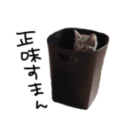 かつぴえ（個別スタンプ：5）