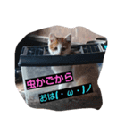 nitijyouseikatu（個別スタンプ：1）