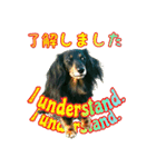 可愛いダックスフンドのこころちゃん（個別スタンプ：14）