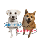 柴犬と白い雑種犬-11（個別スタンプ：1）