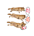 柴犬と白い雑種犬-11（個別スタンプ：8）