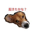 fannydog（個別スタンプ：3）