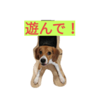 fannydog（個別スタンプ：4）