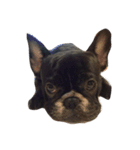 Dobby Do Do（個別スタンプ：2）