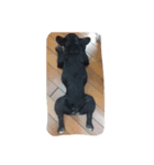 Dobby Do Do（個別スタンプ：3）