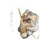 気分屋ねこ、べべ。3（個別スタンプ：4）