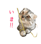 気分屋ねこ、べべ。3（個別スタンプ：5）