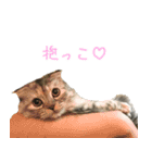 気分屋ねこ、べべ。3（個別スタンプ：6）