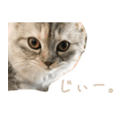 気分屋ねこ、べべ。3（個別スタンプ：7）