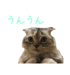 気分屋ねこ、べべ。3（個別スタンプ：9）