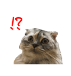 気分屋ねこ、べべ。3（個別スタンプ：10）
