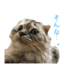 気分屋ねこ、べべ。3（個別スタンプ：11）