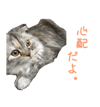 気分屋ねこ、べべ。3（個別スタンプ：12）