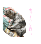 気分屋ねこ、べべ。3（個別スタンプ：15）