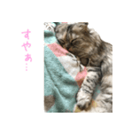 気分屋ねこ、べべ。3（個別スタンプ：16）