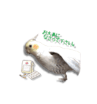 オカメインコ リン（個別スタンプ：16）