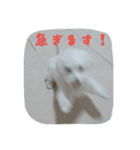美容師からお客様へよく使う言葉（個別スタンプ：14）