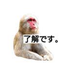目で物を言う猿 2（個別スタンプ：1）