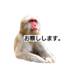 目で物を言う猿 2（個別スタンプ：2）