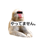目で物を言う猿 2（個別スタンプ：4）