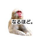 目で物を言う猿 2（個別スタンプ：6）