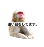 目で物を言う猿 2（個別スタンプ：7）