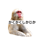 目で物を言う猿 2（個別スタンプ：8）