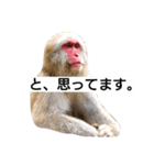 目で物を言う猿 2（個別スタンプ：9）