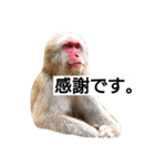 目で物を言う猿 2（個別スタンプ：10）